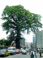 cottntree-freetown.jpg